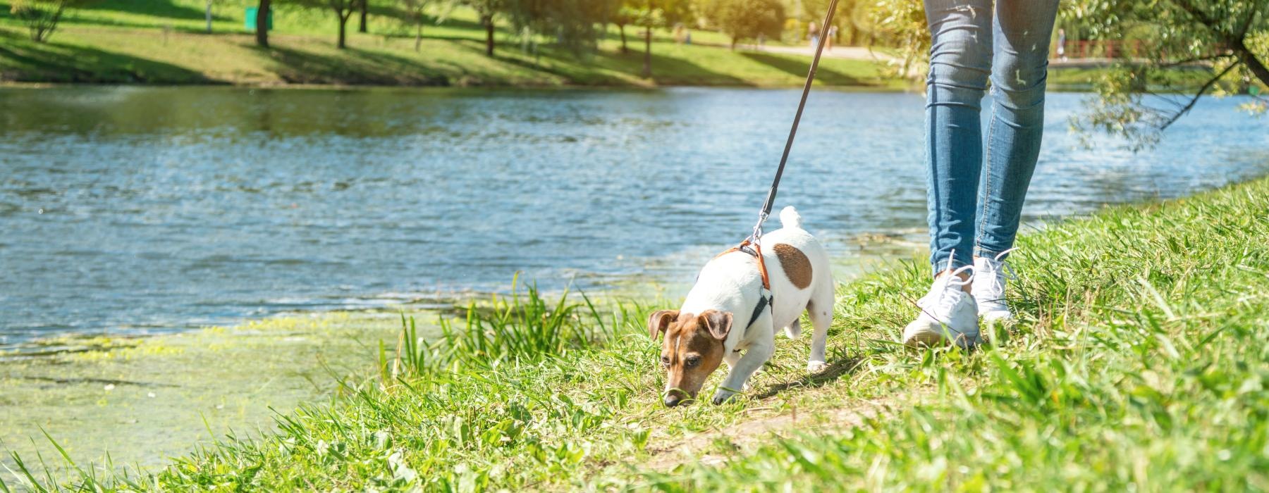 a dog on a leash on a leash by a river